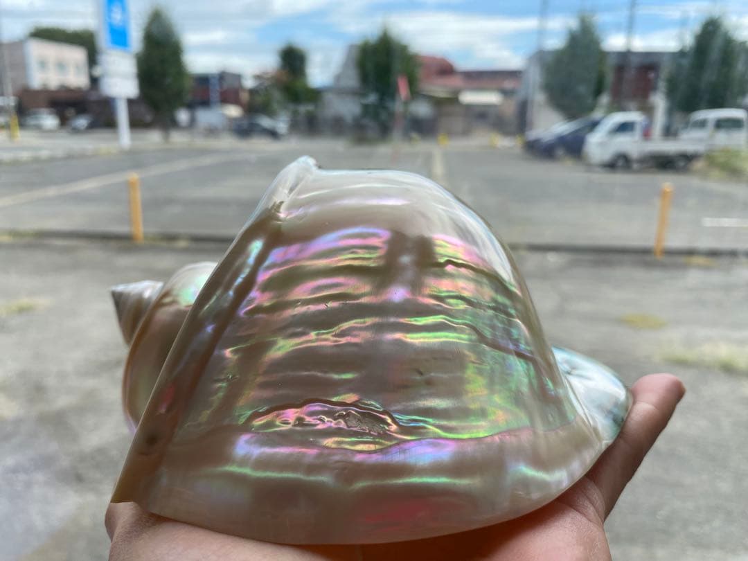 夜光貝　高級な夜光貝　特大サイズ16x18cm 色合いがとても美しい　置物