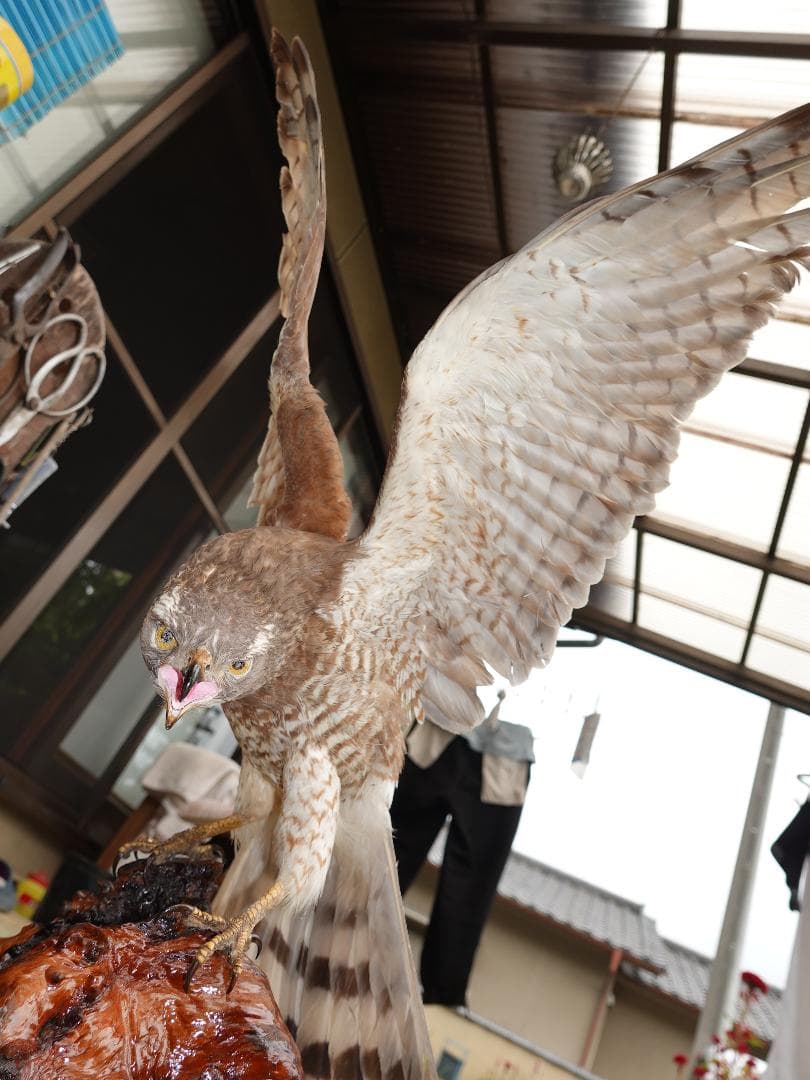 さしば鷹　剥製　(梱包・発送たのメル便5000円含)