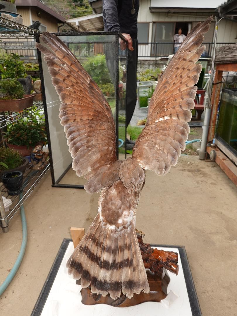 さしば鷹　剥製　(梱包・発送たのメル便5000円含)