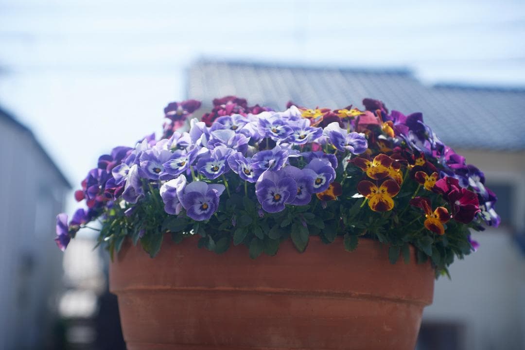 SMC PENTAX F1.4 /50mm KマウントL81