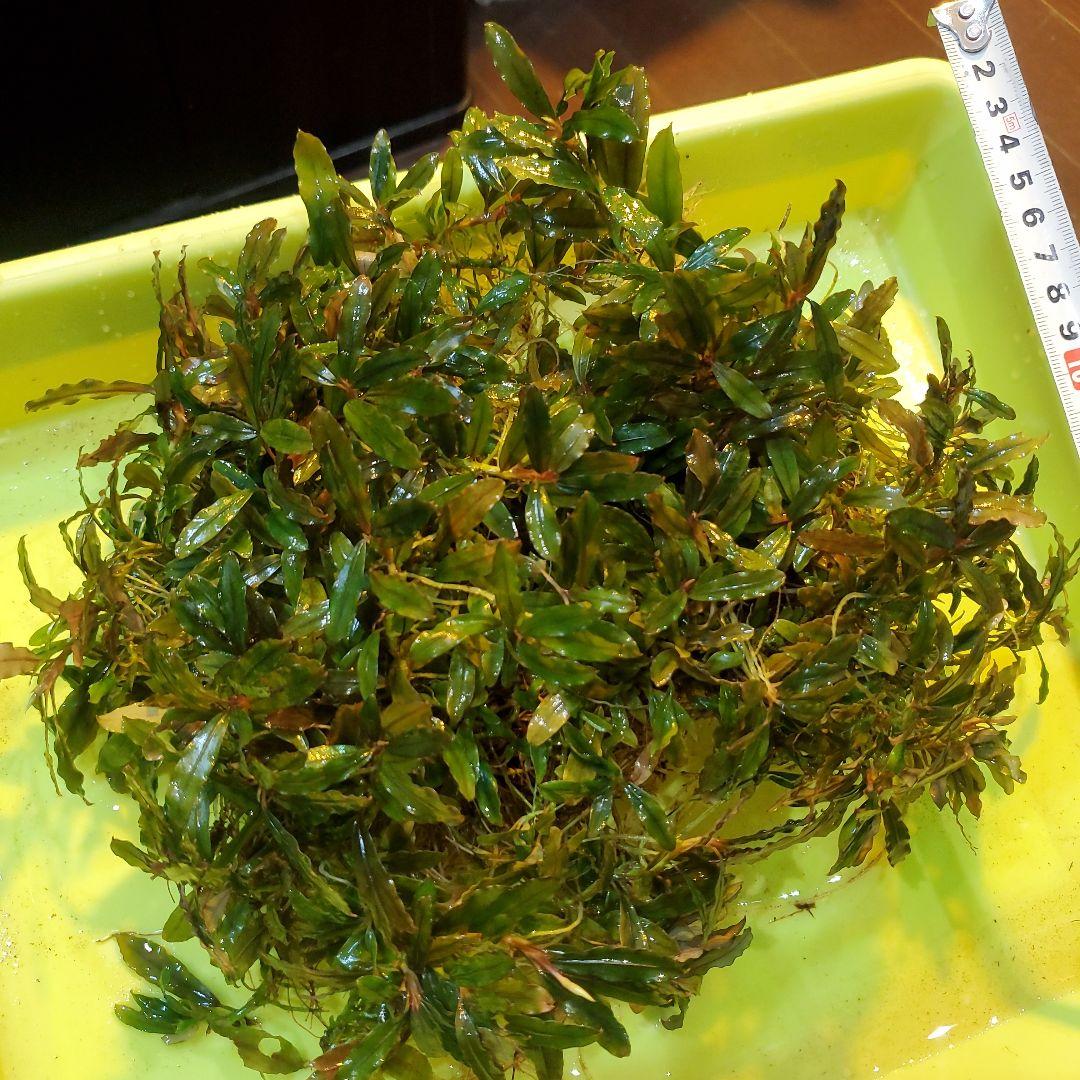 ブセファランドラ・クアラクアヤン　一塊超大量　②