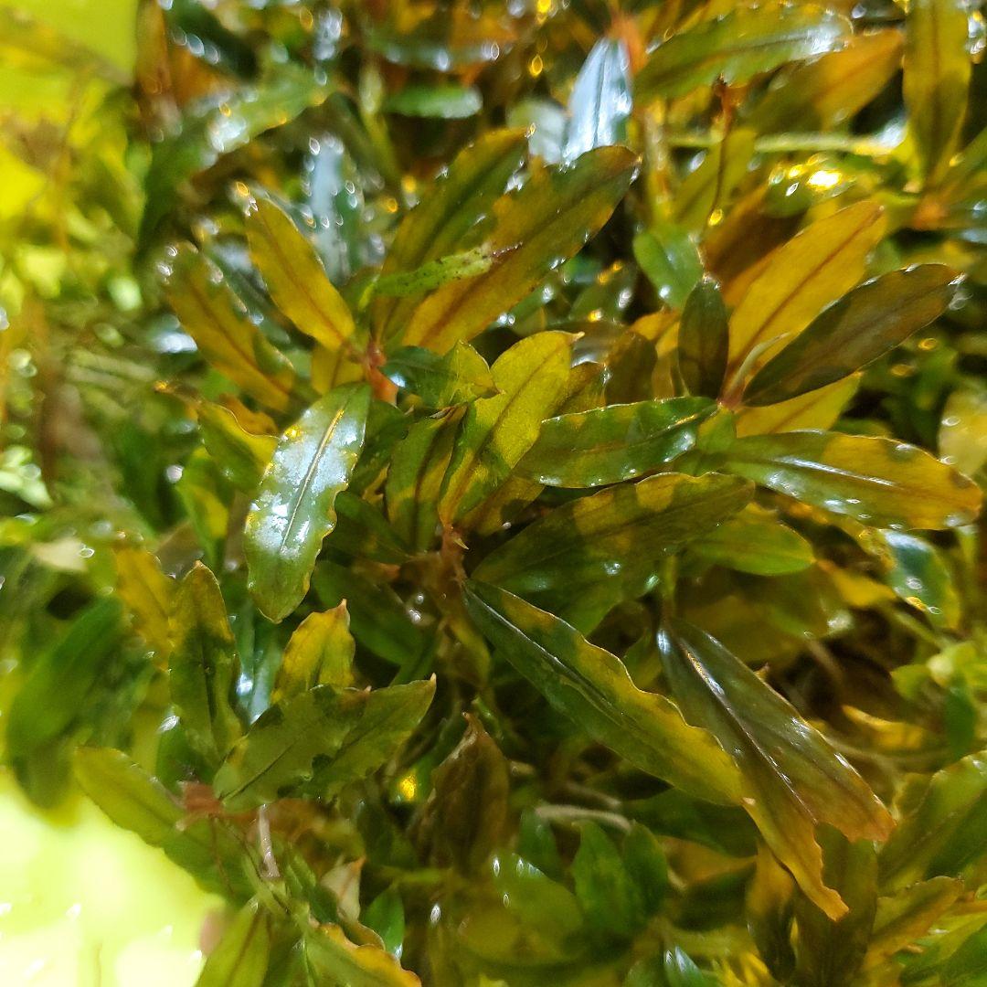 ブセファランドラ・クアラクアヤン　一塊超大量　②