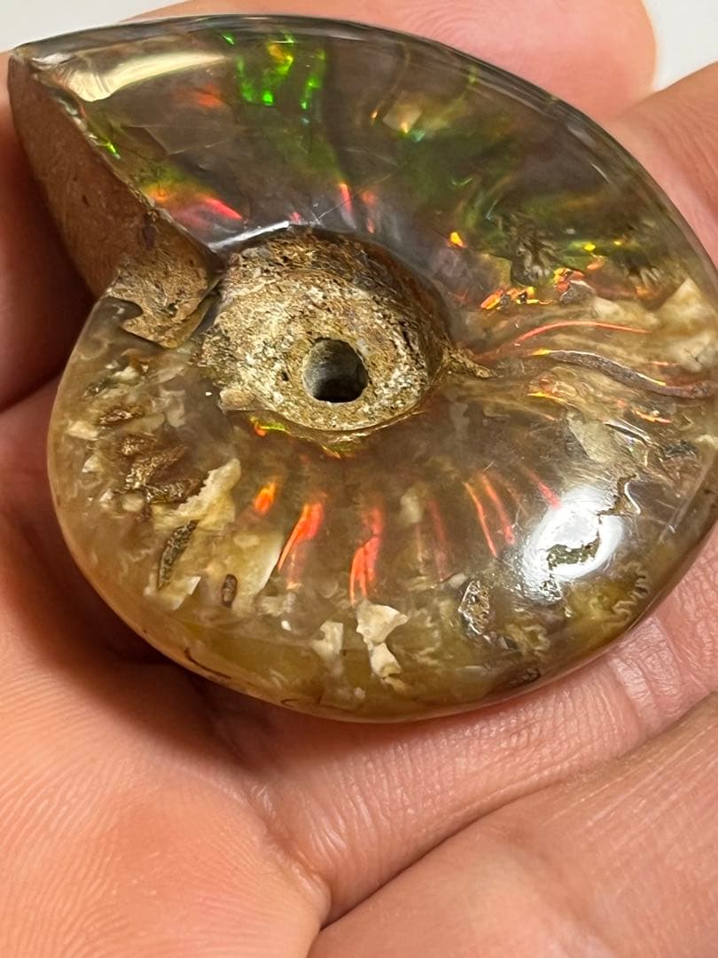 カナダ・アルバータ州産オパール化アンモナイト　ファイヤーアンモナイト約30.6g