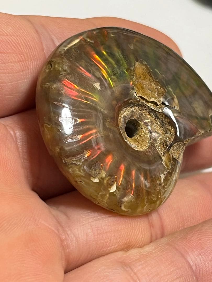 カナダ・アルバータ州産オパール化アンモナイト　ファイヤーアンモナイト約30.6g