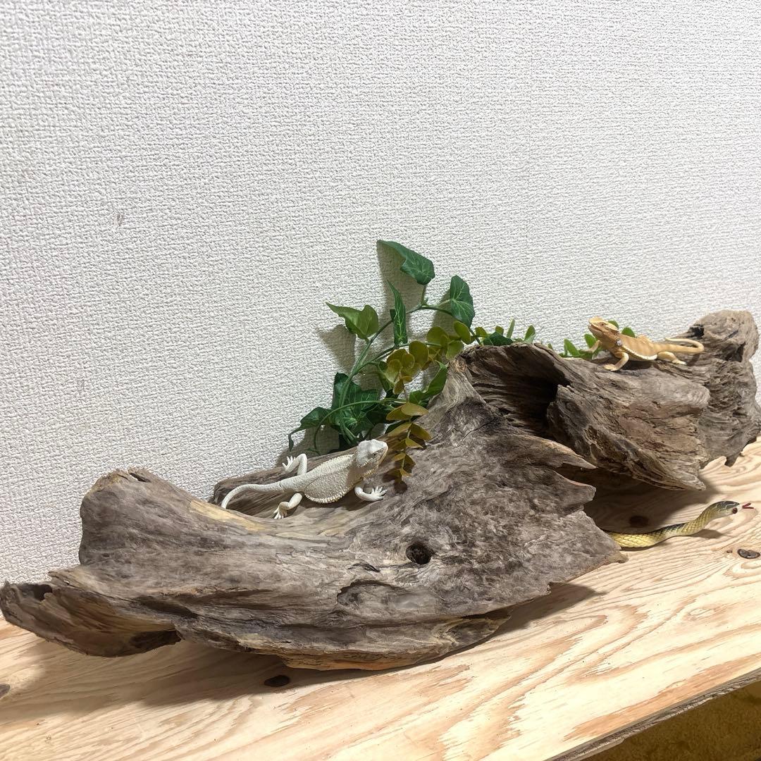 Ｇ67 流木　爬虫類　両生類シェルター　バスキング　観葉植物　インテリア　その他