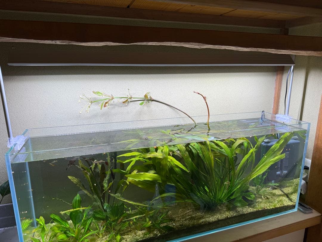 エキノドルス ホレマニー レッド？