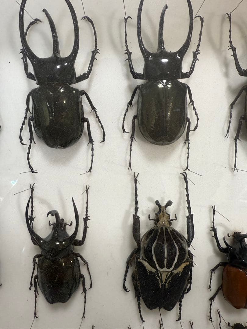 X*A様 ドイツ箱 カブトムシ標本