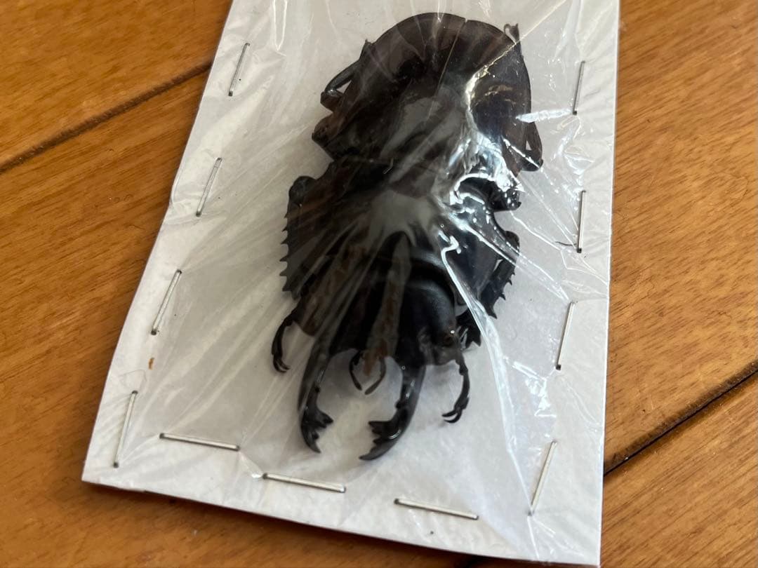 【未規制個体】ヤエヤママルバネクワガタ 大歯型 標本