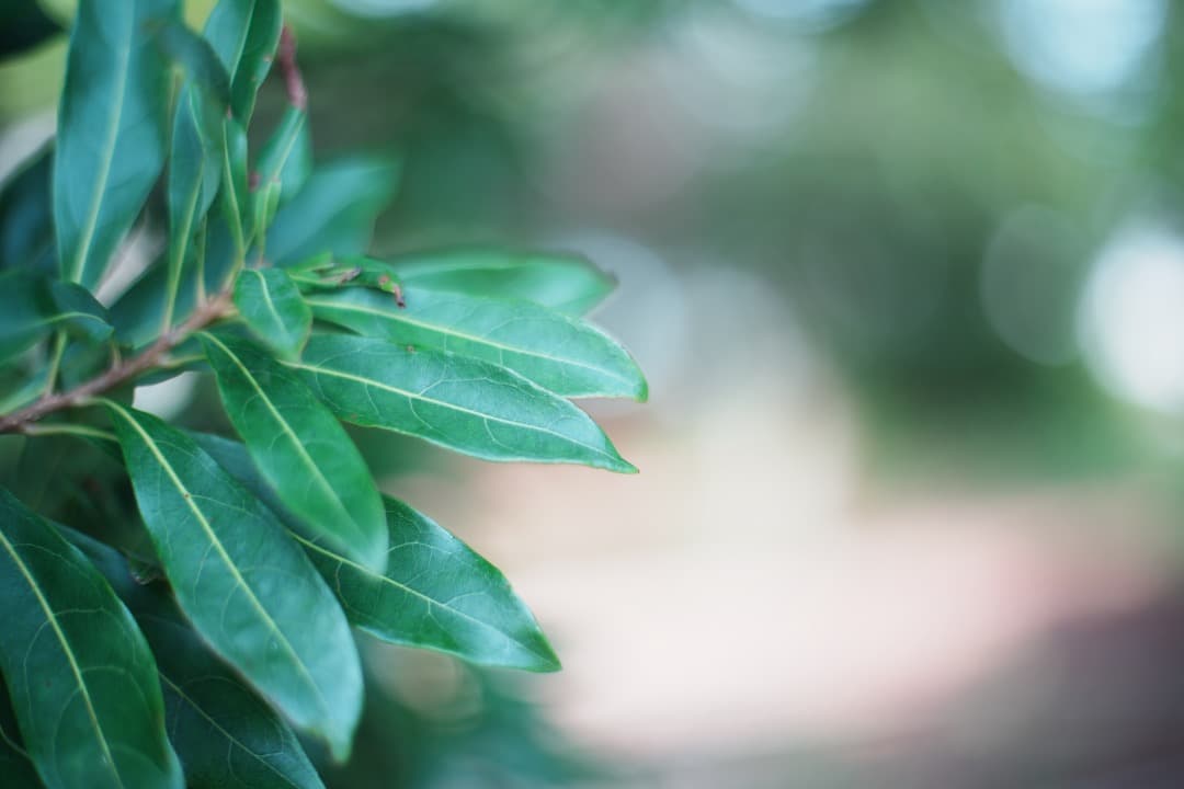 【整備済】Carl Zeiss Planar 50mm F1.4 MMJ 417