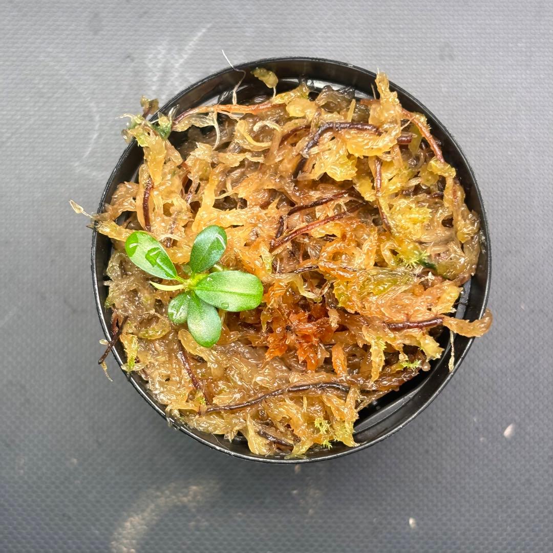 Bucephalandra sp. Aurora KN便　子株