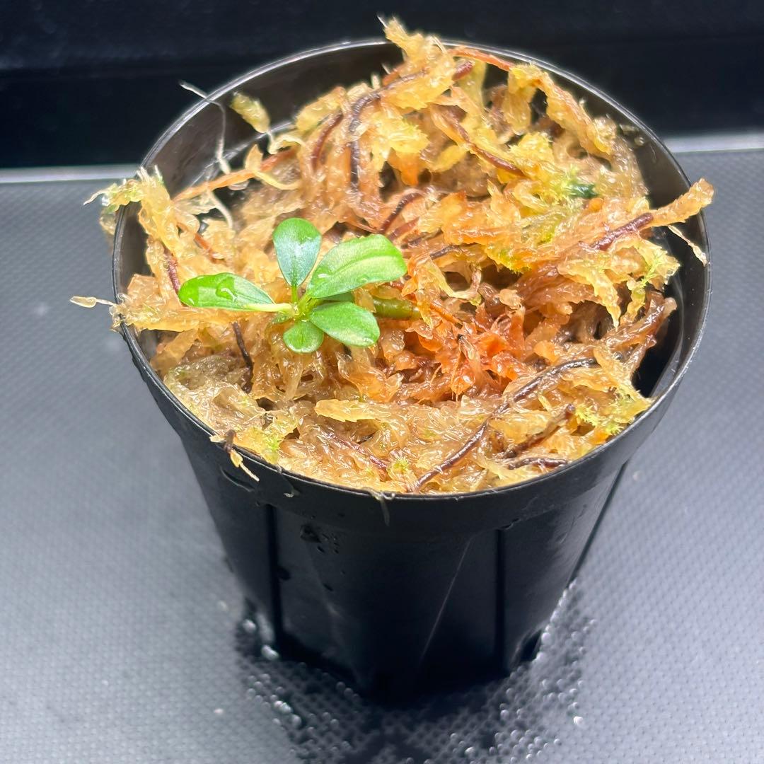 Bucephalandra sp. Aurora KN便　子株