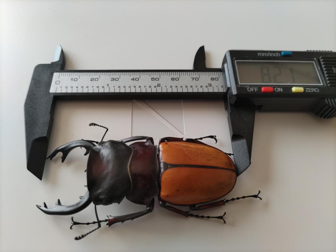 フェモラリスツヤクワガタ 標本