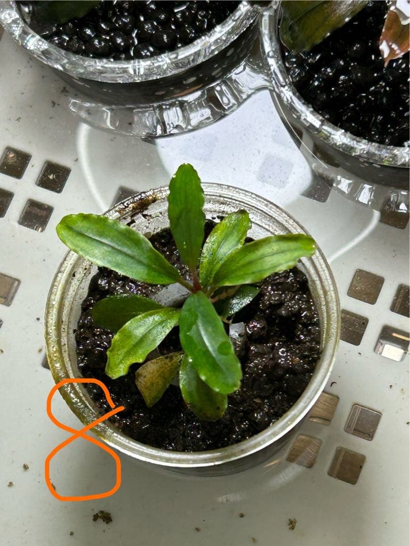 くぅさん専用、ブセファランドラspピナ　おまとめセット