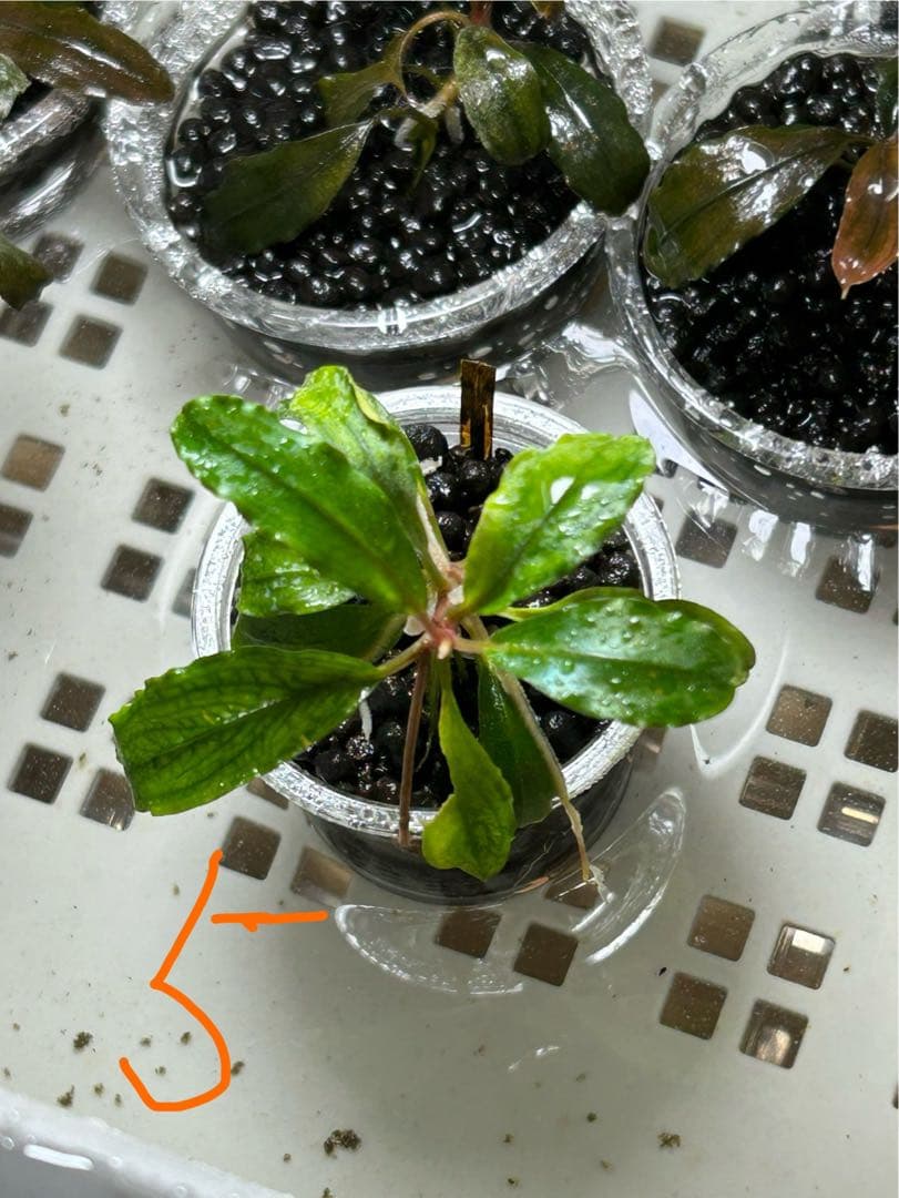 くぅさん専用、ブセファランドラspピナ　おまとめセット