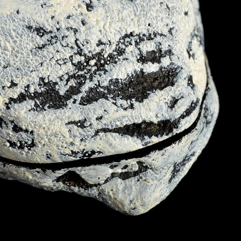 茶道具　乾漆　干柿　香合　時代箱　V　6223