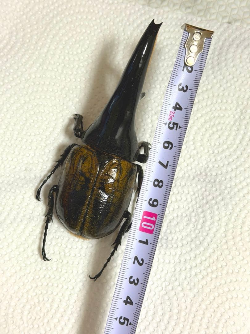 D.H ヘラクレスオオカブト標本 124mm