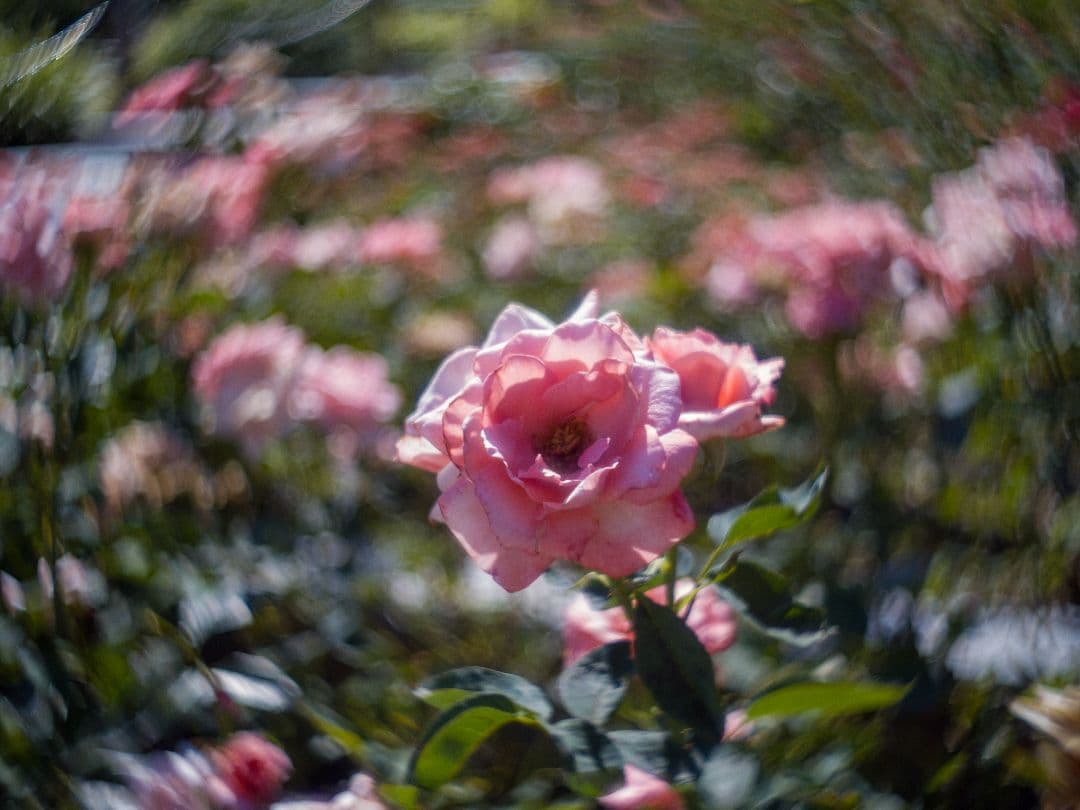 ズノー　ZUNOW-ELMO　13mm/f1.1 Dマウントシネレンズ:作例あり