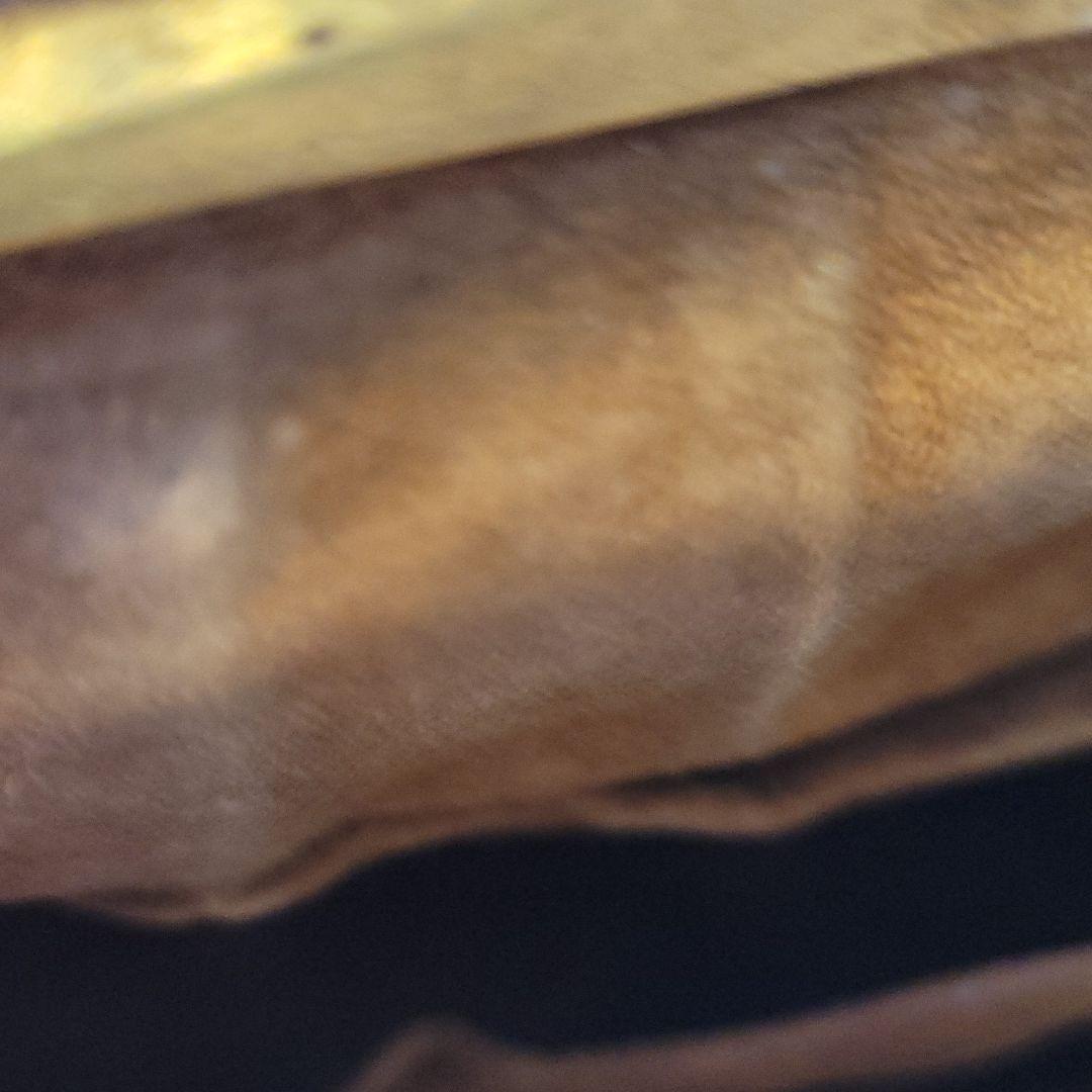 アンティーク/クロコダイル/手付き/小銭入れ/2点