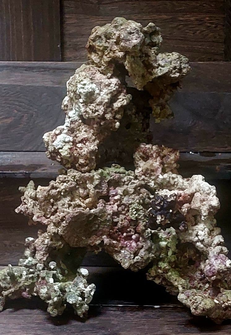 天然ライブロック 中型 多色 コーラル　高グレード８点