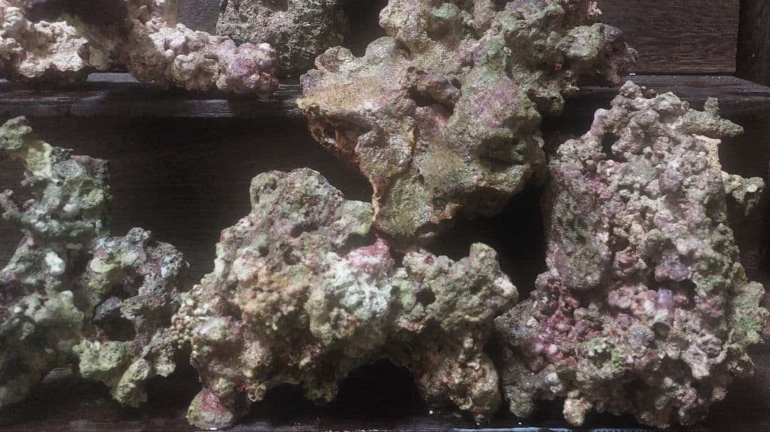 天然ライブロック 中型 多色 コーラル　高グレード８点