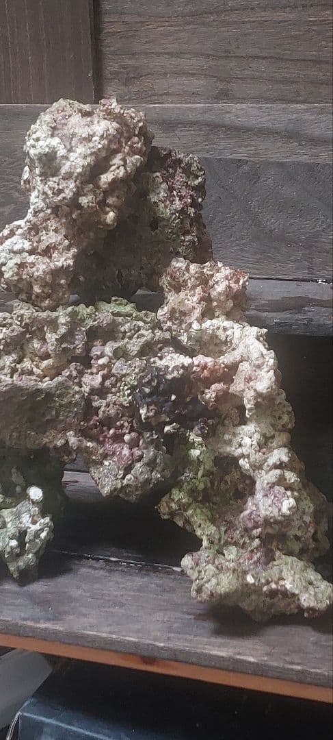 天然ライブロック 中型 多色 コーラル　高グレード８点