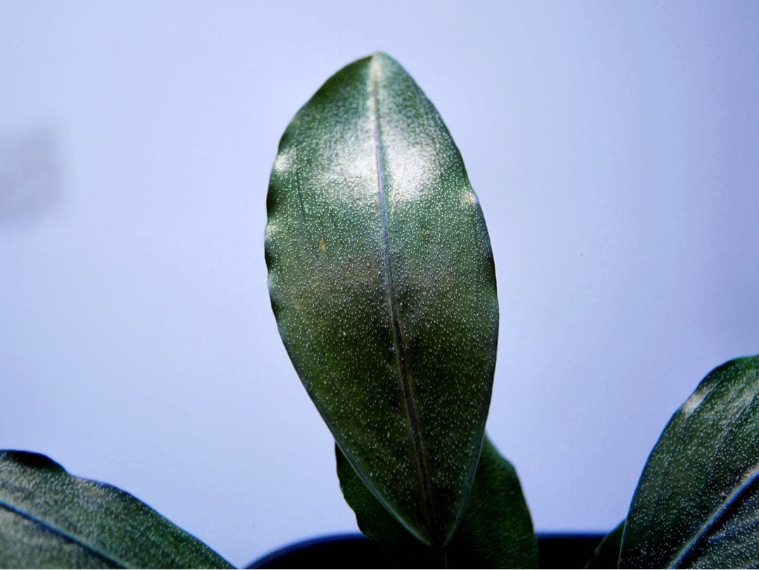 《激美＆レア》ブセファランドラ『Pearl Gray』【完全水中葉＆無農薬栽培】