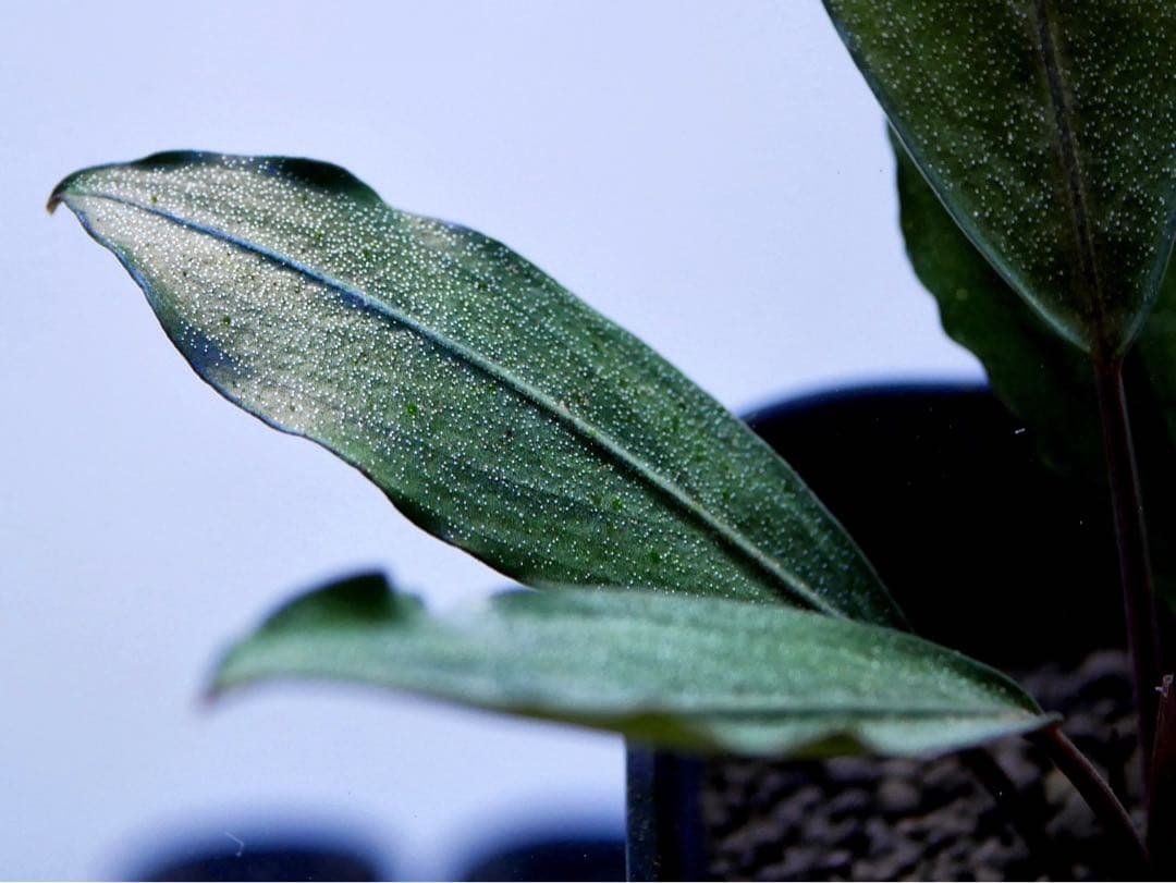 《激美＆レア》ブセファランドラ『Pearl Gray』【完全水中葉＆無農薬栽培】