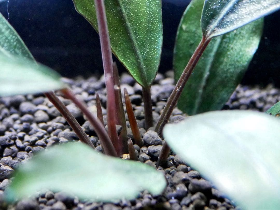 《激美＆レア》ブセファランドラ『Pearl Gray』【完全水中葉＆無農薬栽培】