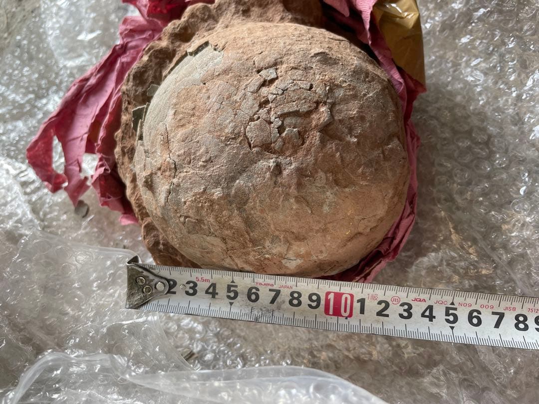 恐竜　化石　卵　たまご　1994年　中国