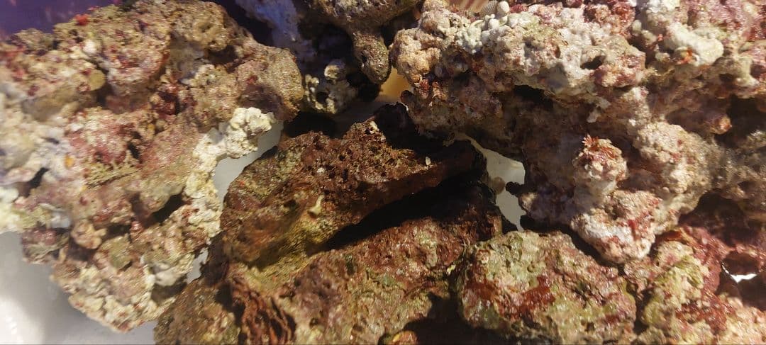 天然ライブロック　大　中　Sグレード　海水魚用