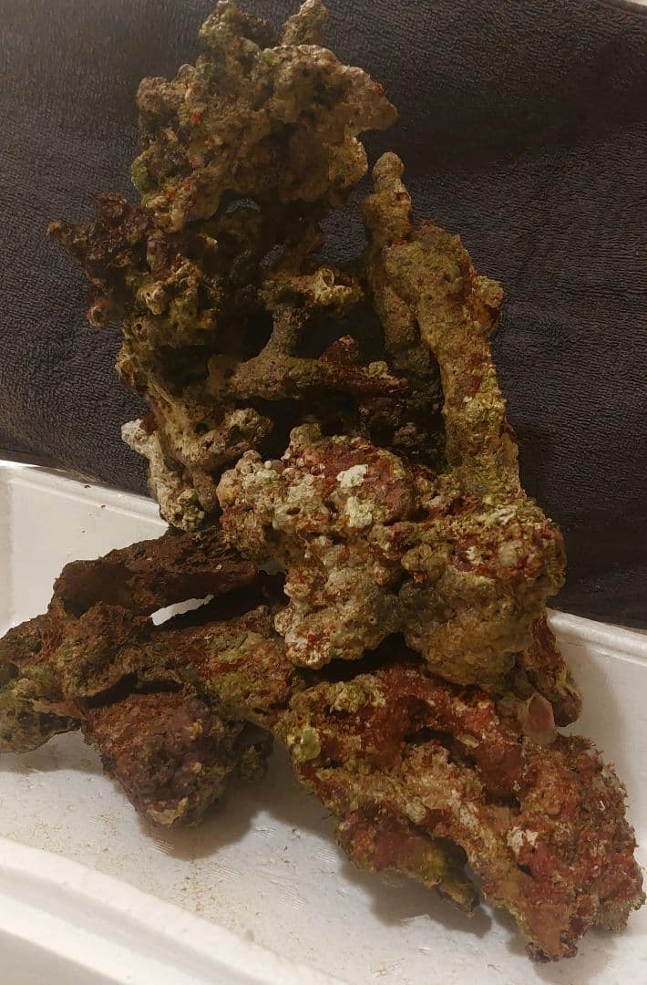 天然ライブロック　大　中　Sグレード　海水魚用