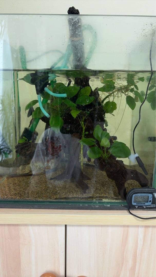 水槽用流木とアヌビアス　観葉植物のセット