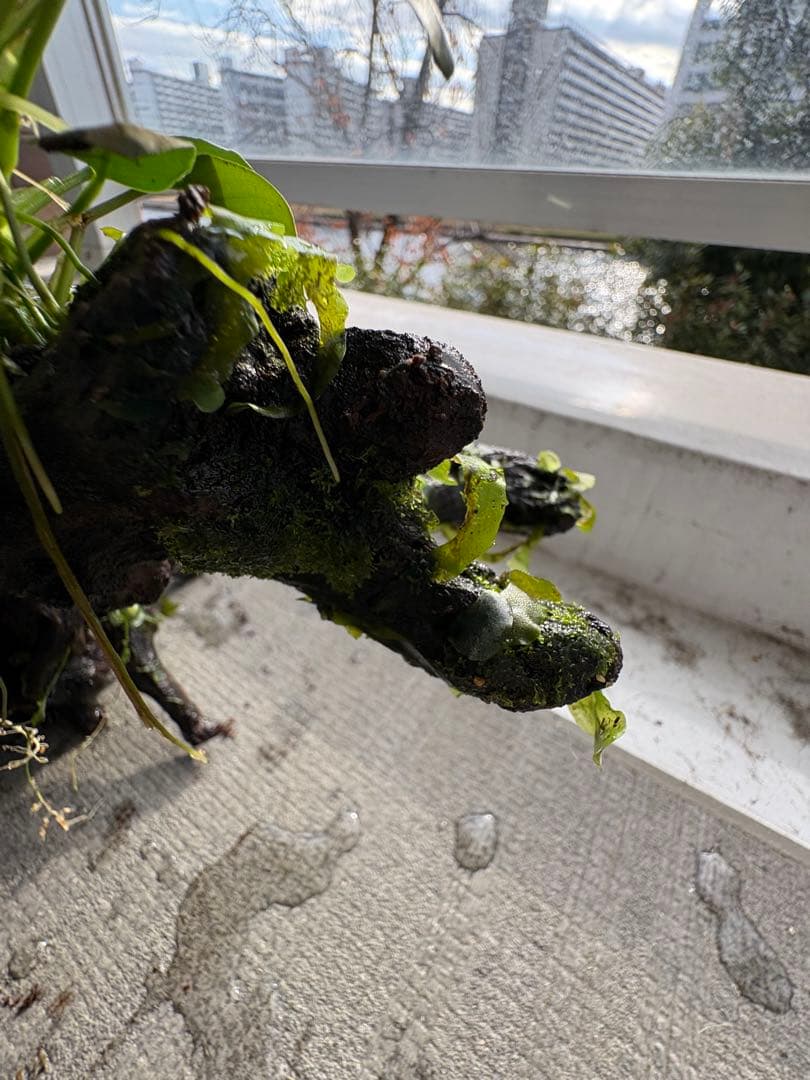 水槽用流木とアヌビアス　観葉植物のセット