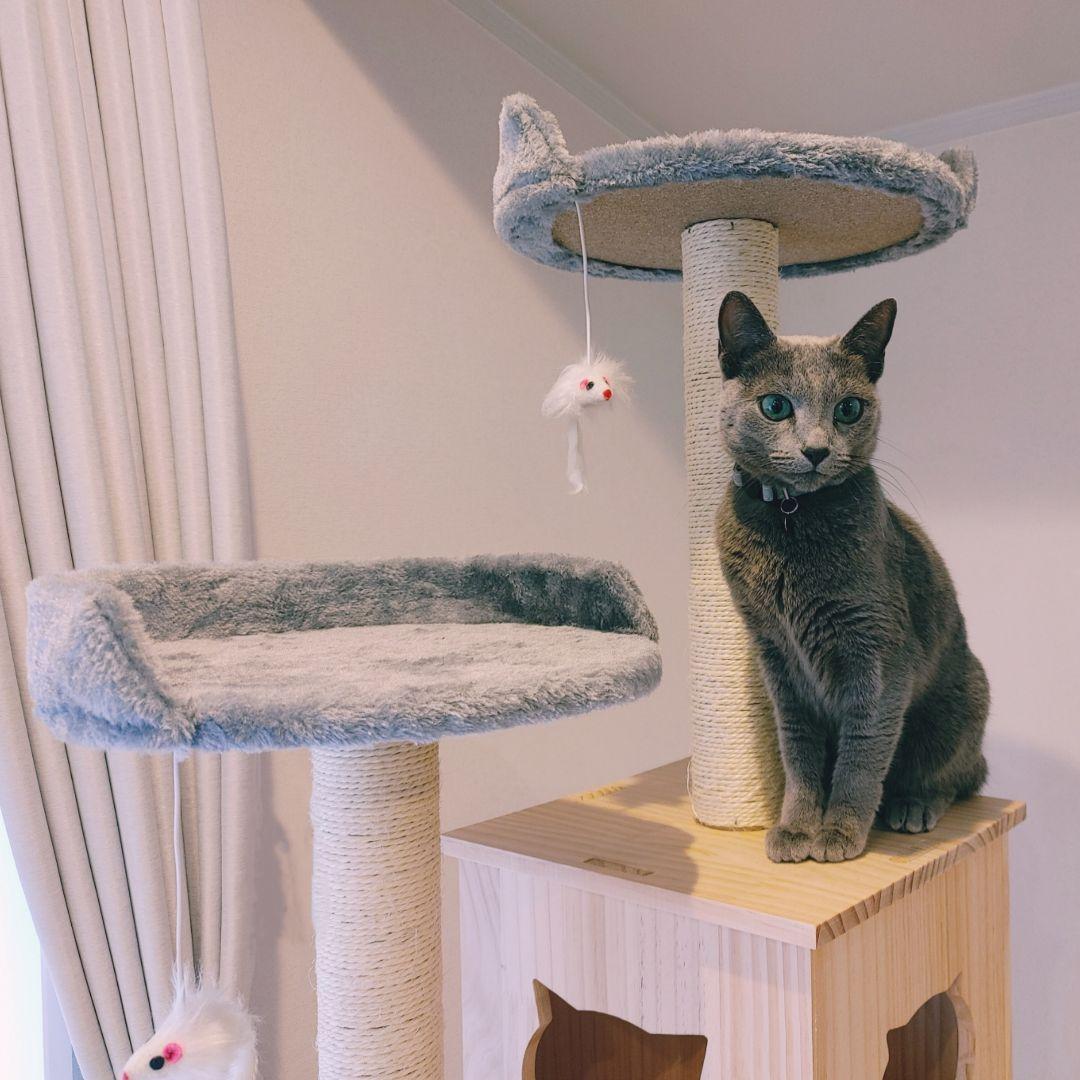 キャットタワー(限定品)新品 未使用品