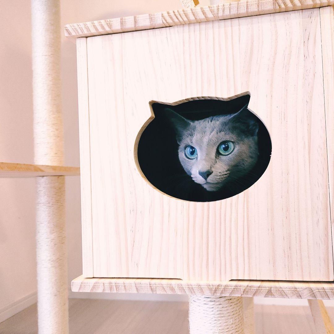 キャットタワー(限定品)新品 未使用品