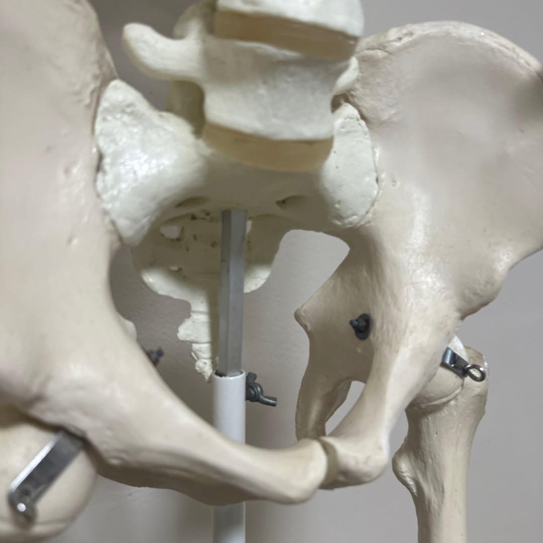 可動式人体模型 約170cm