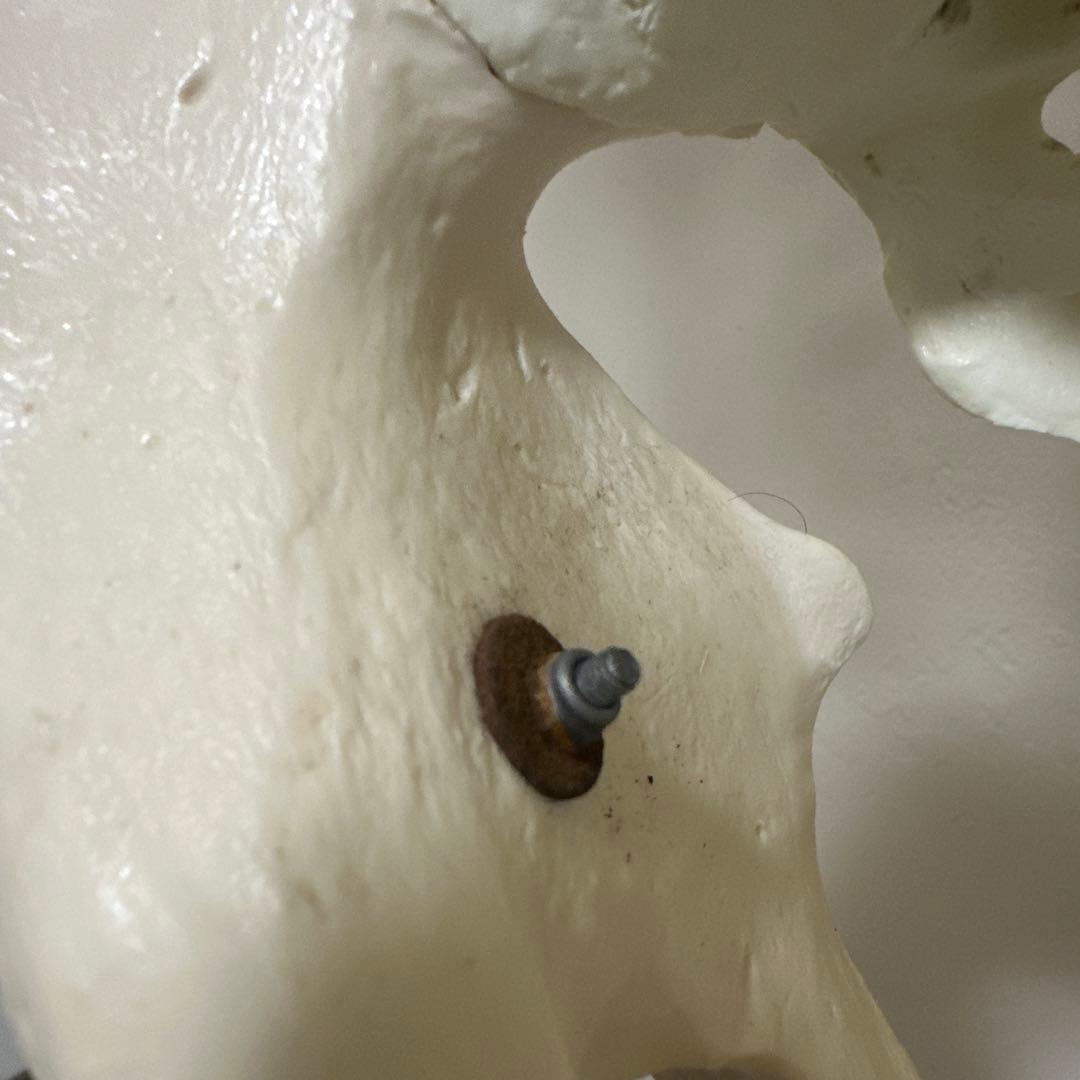 可動式人体模型 約170cm