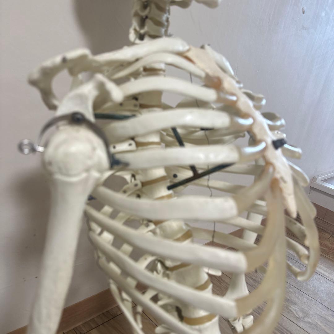 可動式人体模型 約170cm