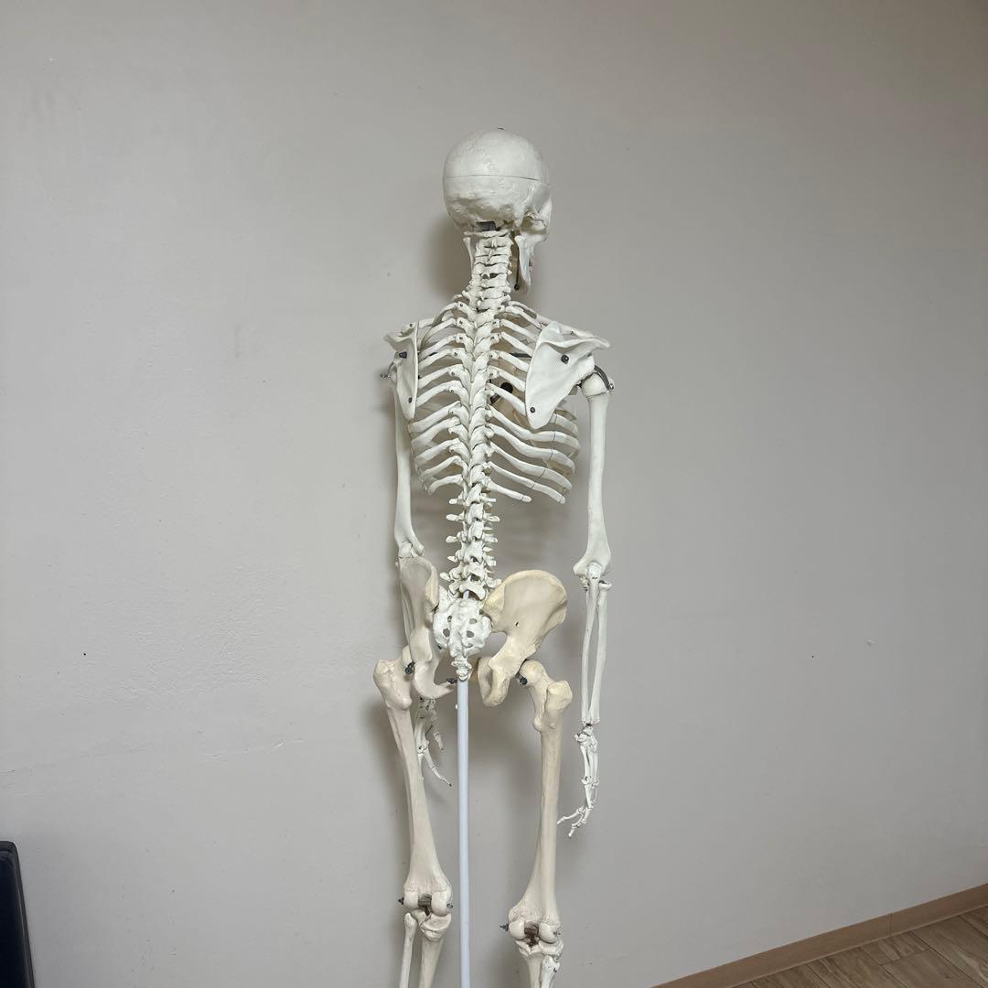 可動式人体模型 約170cm