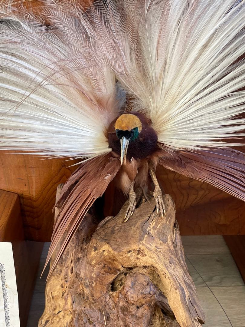 世界鳥獸館（フォーナランド）鳥　剥製　極楽鳥　ゴクラクチョウ　証明書付き