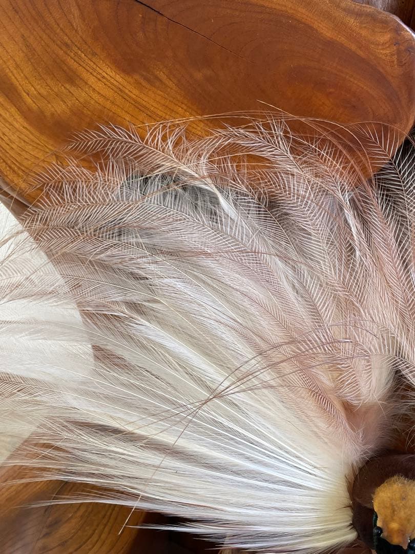 世界鳥獸館（フォーナランド）鳥　剥製　極楽鳥　ゴクラクチョウ　証明書付き