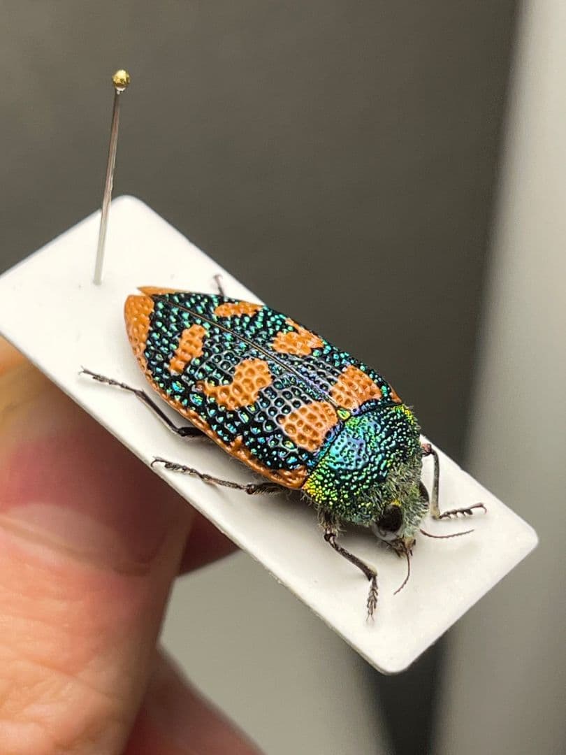 【25mm】アカモンアラメムカシタマムシ ロエイ　アラメムカシタマムシ標本