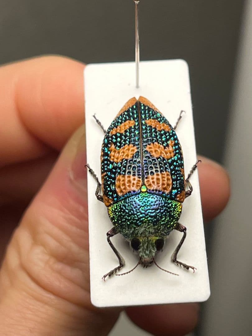 【25mm】アカモンアラメムカシタマムシ ロエイ　アラメムカシタマムシ標本