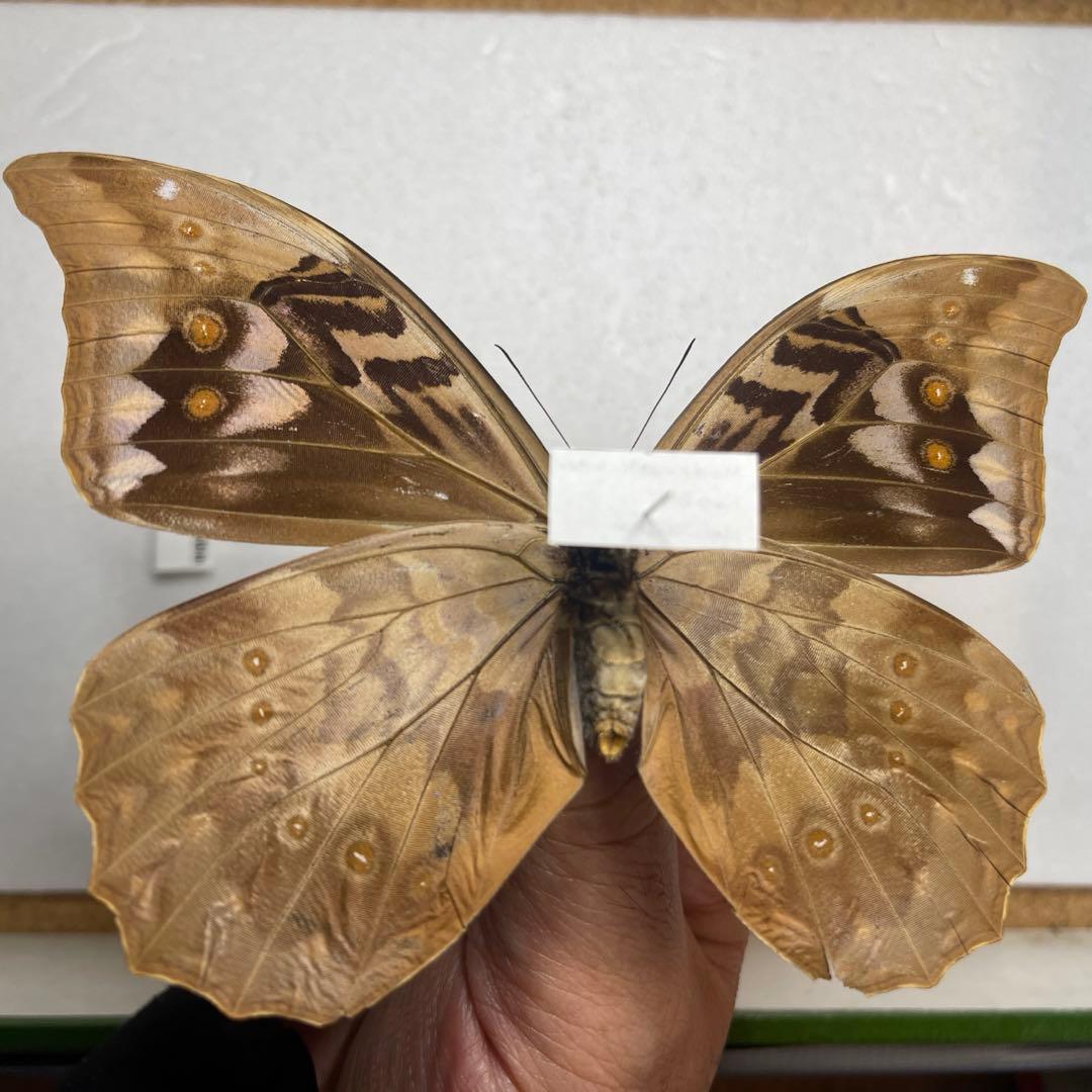 アナクシビア　モルフォ蝶