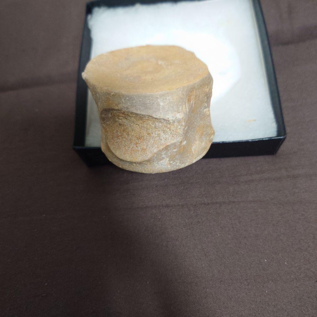 プレシオサウルスの椎骨の化石