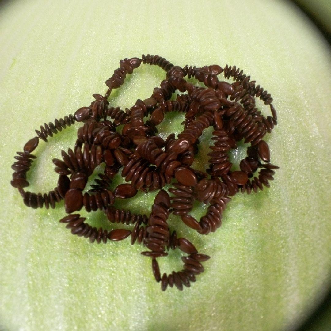 アフリカ　タンザニア　アンティークネックレス④　くびかざり　レトロ　アクセサリー