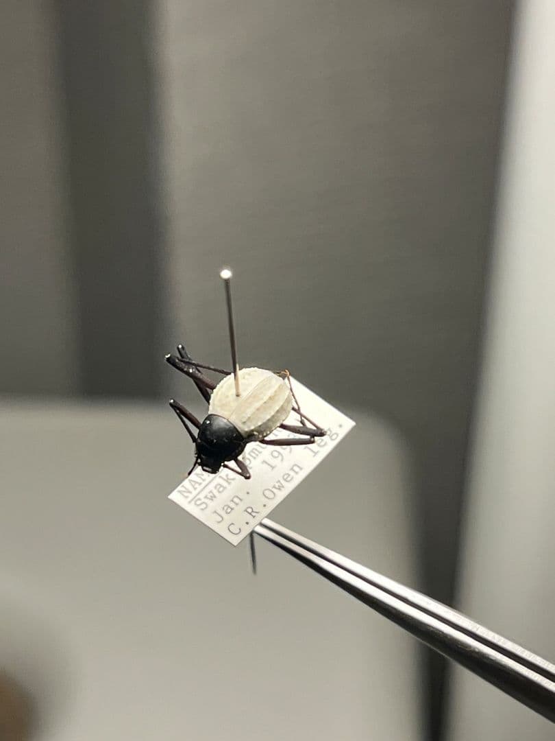 【純白】マッシロキリアツメ キリアツメ 昆虫標本 ゴミムシダマシ コブハムシ