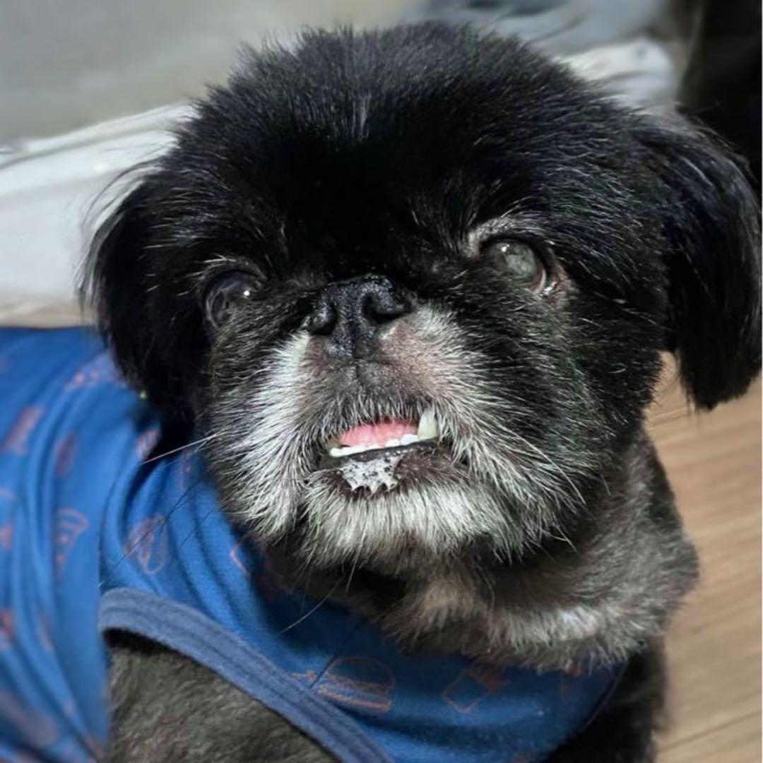 ★memeco★羊毛フェルト【ペキニーズ】犬　メモリアル　マック