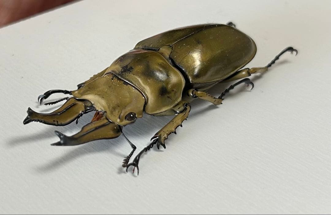 【昆虫標本】ローゼンベルグオウゴンオニクワガタ♂73㍉