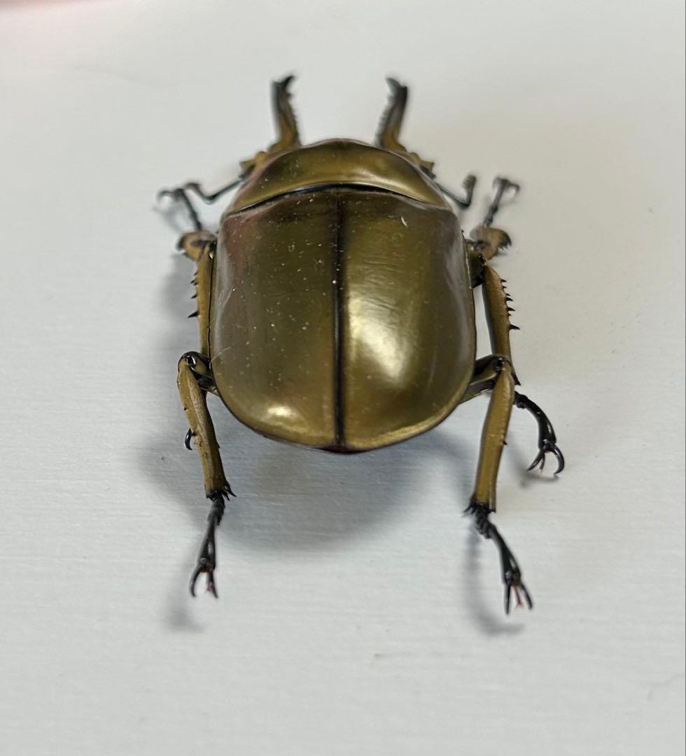 【昆虫標本】ローゼンベルグオウゴンオニクワガタ♂73㍉